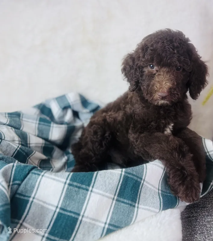 Mini poodle – Poodle - Miniature  puppy for sale in Morrow, OH