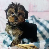 Yorkie, a female Yorkshire Terrier for sale in Morrow, OH – 3 of 6