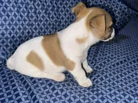 Little red, a male Jack Russell Terrier for sale in Live Oak, FL – Photo 4 of 5