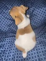 Little red, a male Jack Russell Terrier for sale in Live Oak, FL – Photo 5 of 5