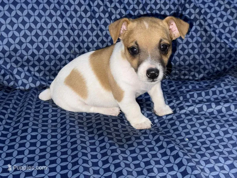 Little red – Jack Russell Terrier puppy for sale in Live Oak, FL