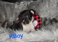 KGirl and KBoy, a female Jack Russell Terrier for sale in Live Oak, FL – Photo 6 of 6