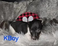 KGirl and KBoy, a female Jack Russell Terrier for sale in Live Oak, FL – Photo 5 of 6