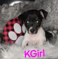 KGirl and KBoy, a female Jack Russell Terrier for sale in Live Oak, FL – Photo 3 of 6