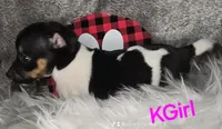 KGirl and KBoy, a female Jack Russell Terrier for sale in Live Oak, FL – Photo 1 of 6