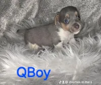 QBOY, a male Jack Russell Terrier for sale in Live Oak, FL – Photo 4 of 5