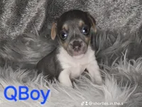 QBOY, a male Jack Russell Terrier for sale in Live Oak, FL – Photo 2 of 5