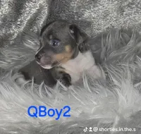 QBOY, a male Jack Russell Terrier for sale in Live Oak, FL – Photo 3 of 5