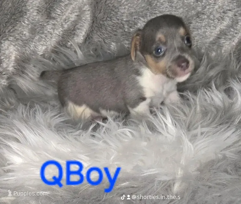 QBOY – Jack Russell Terrier puppy for sale in Live Oak, FL