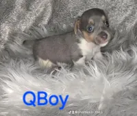 QBOY, a male Jack Russell Terrier for sale in Live Oak, FL – Photo 1 of 5