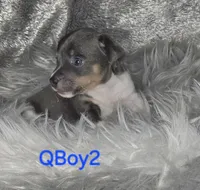 QBOY, a male Jack Russell Terrier for sale in Live Oak, FL – Photo 5 of 5