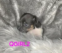 QGirl blue, a female Jack Russell Terrier for sale in Live Oak, FL – Photo 2 of 2