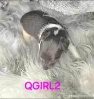 QGirl blue, a female Jack Russell Terrier for sale in Live Oak, FL – Photo 1 of 2