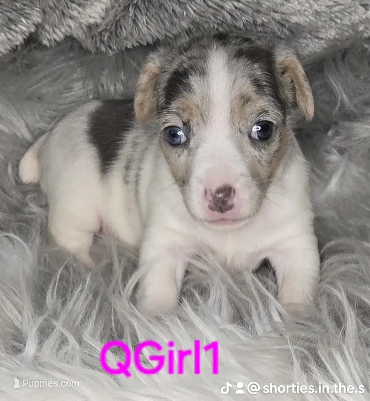 QGirl – Jack Russell Terrier puppy for sale in Live Oak, FL