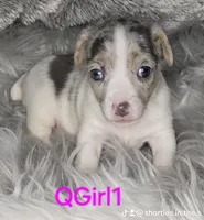 QGirl, a female Jack Russell Terrier for sale in Live Oak, FL – Photo 1 of 2
