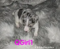 QGirl, a female Jack Russell Terrier for sale in Live Oak, FL – Photo 2 of 2