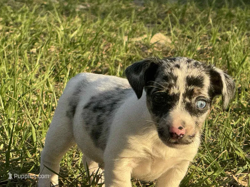 Blue eye male – Jack Russell Terrier puppy for sale in Live Oak, FL
