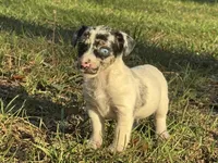 Blue eye male, a male Jack Russell Terrier for sale in Live Oak, FL – Photo 2 of 5