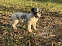 Blue eye male, a male Jack Russell Terrier for sale in Live Oak, FL – Photo 4 of 5