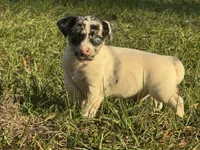 Blue eye male, a male Jack Russell Terrier for sale in Live Oak, FL – Photo 3 of 5