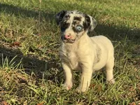 Blue eye male, a male Jack Russell Terrier for sale in Live Oak, FL – Photo 5 of 5