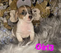 GIRL3, a female Jack Russell Terrier for sale in Live Oak, FL – Photo 3 of 5