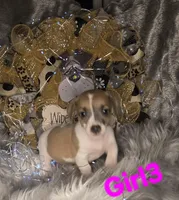 GIRL3, a female Jack Russell Terrier for sale in Live Oak, FL – Photo 5 of 5