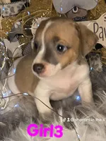 GIRL3, a female Jack Russell Terrier for sale in Live Oak, FL – Photo 2 of 5