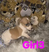 GIRL3, a female Jack Russell Terrier for sale in Live Oak, FL – Photo 4 of 5