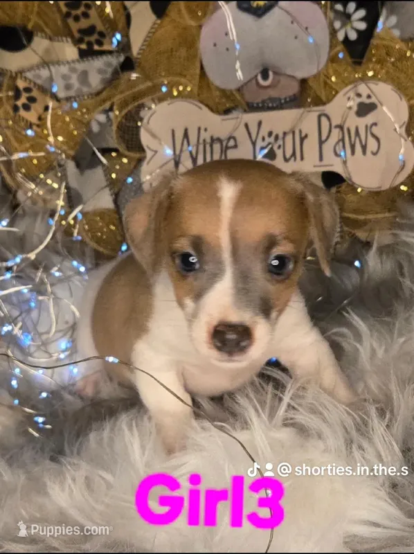 GIRL3 – Jack Russell Terrier puppy for sale in Live Oak, FL