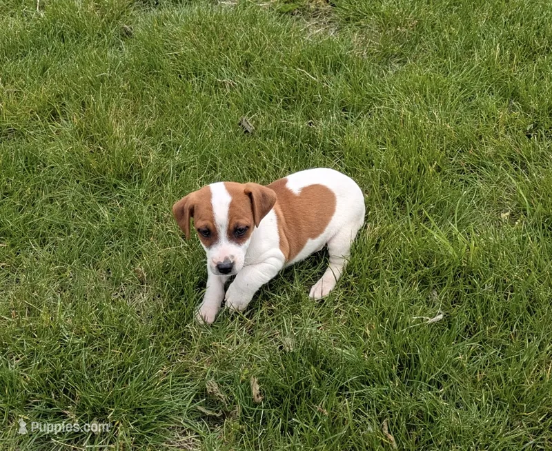 Tanner  – Jack Russell Terrier puppy for sale in Piqua, OH