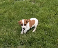 Tanner , a male Jack Russell Terrier for sale in Piqua, OH – 1 of 1