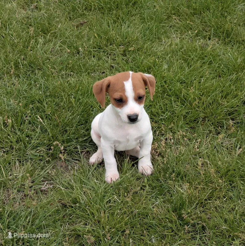 Precious – Jack Russell Terrier puppy for sale in Piqua, OH