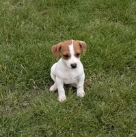 Precious, a female Jack Russell Terrier for sale in Piqua, OH – 1 of 1