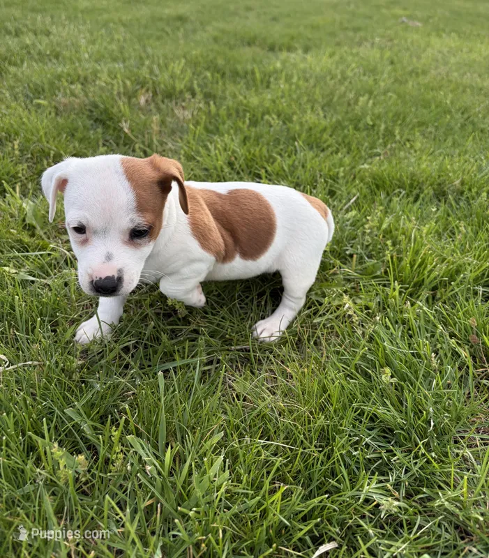Rocky – Jack Russell Terrier puppy for sale in Piqua, OH