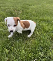 Rocky, a male Jack Russell Terrier for sale in Piqua, OH – 1 of 1