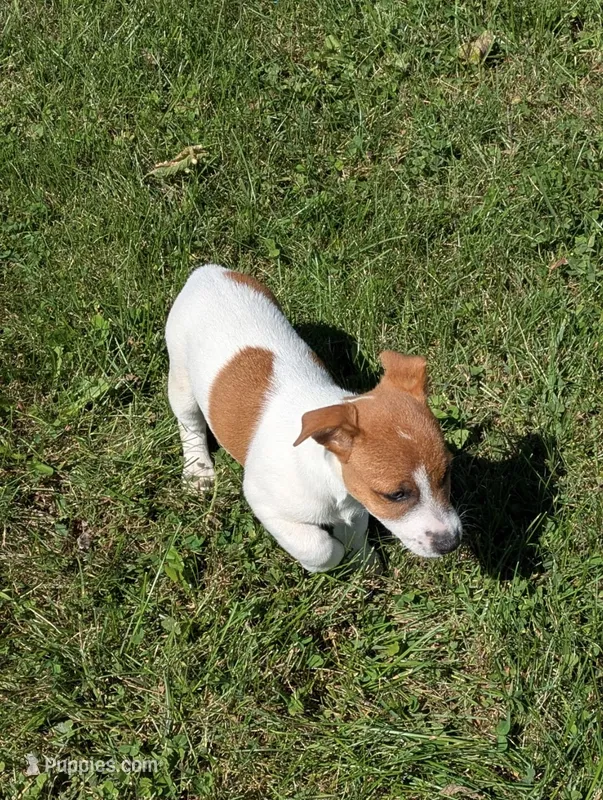Ruby – Jack Russell Terrier puppy for sale in Piqua, OH