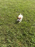 Duke, a male Jack Russell Terrier for sale in Piqua, OH – 3 of 3