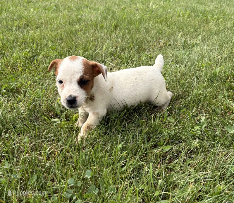 Sadie – Jack Russell Terrier puppy for sale in Piqua, OH