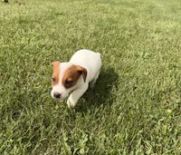Duke, a male Jack Russell Terrier for sale in Piqua, OH – 2 of 3