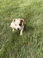 Sadie, a female Jack Russell Terrier for sale in Piqua, OH – 3 of 3