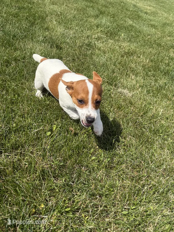Ozzy – Jack Russell Terrier puppy for sale in Piqua, OH