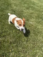 Ozzy, a male Jack Russell Terrier for sale in Piqua, OH – 1 of 1