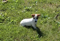 Goldie , a female Jack Russell Terrier for sale in Piqua, OH – 1 of 1