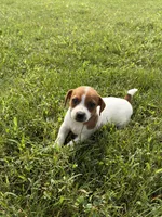 Luna , a female Jack Russell Terrier for sale in Piqua, OH – 2 of 2