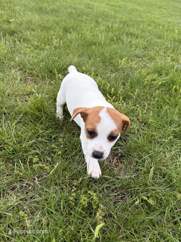 Rosie  – Jack Russell Terrier puppy for sale in Piqua, OH