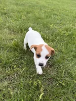 Rosie , a female Jack Russell Terrier for sale in Piqua, OH – 1 of 1