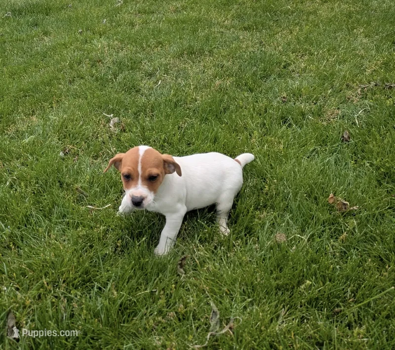Jack  – Jack Russell Terrier puppy for sale in Piqua, OH
