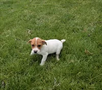 Jack , a male Jack Russell Terrier for sale in Piqua, OH – 1 of 1
