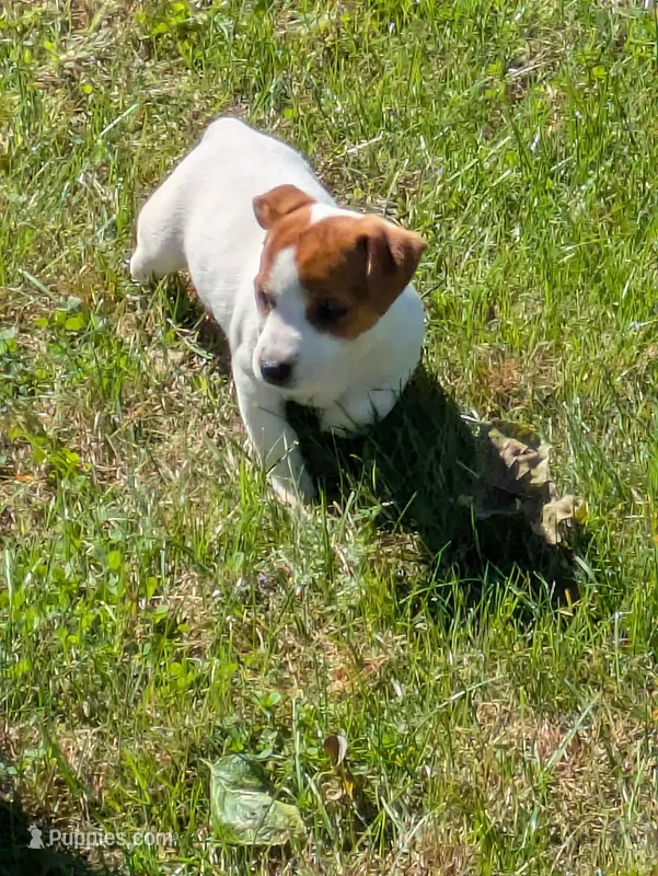 Sage  – Jack Russell Terrier puppy for sale in Piqua, OH